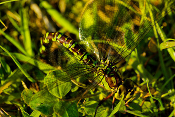 Libelle bei der Eiablage