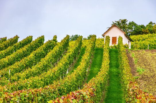 In The Autumn Vineyard