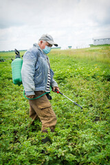 Fototapeta premium A man sprays potatoes from Colorado potato beetles