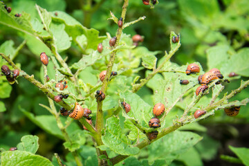 The larvae of Colorado beetle on potato leaves