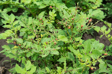 The larvae of Colorado beetle on potato leaves