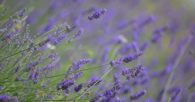 Piantagione di Lavanda in fiore