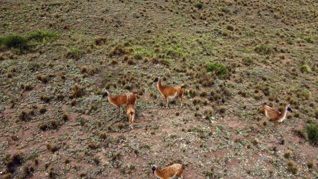 Lamas