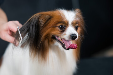 Caucasian woman combing a dog. Papillon Continental Spaniel with tongue hanging out at grooming. 