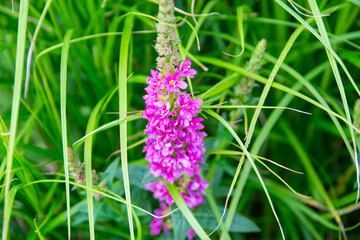 Close up image of little pink flowers in the park with green background.