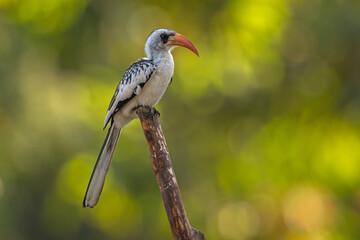Western Red-billed Hornbill perched on a stick in a natural setting