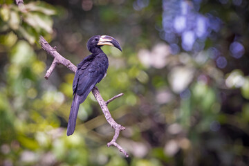 African Pied Hornbill perched in a tree