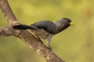 Western Grey Plantain-eater perched in a tree
