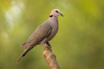 Red-eyed Dove perched on a stick isolated against a natural green background
