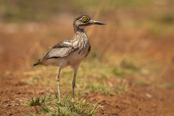 Senegal Thick-knee in natural habitat