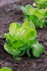 Junger Blattsalat im Gemüsebeet