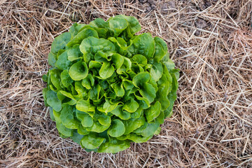 Großer grüner Kopfsalat kurz vor der Ernte