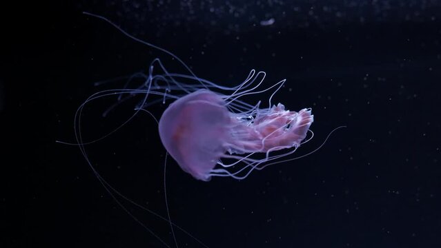 Ocean wildlife: White jellyfish on black background