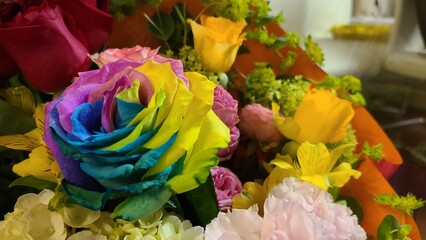 Rosa multicolor 