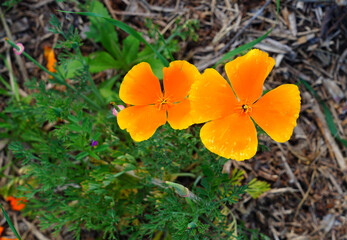 Orange California poppy flower (Eschscholzia californica)