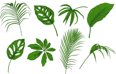 Glasschilderij Tropische bladeren Leaves isolated on white. Tropical leaves. Hand drawn green illustration.