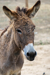 Obraz premium Donkeys peacefully grazing on a picturesque farm in Alentejo, Portugal.