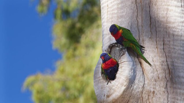 A Pair of Rainbow Lorikeets Perched Outside Their Nest.