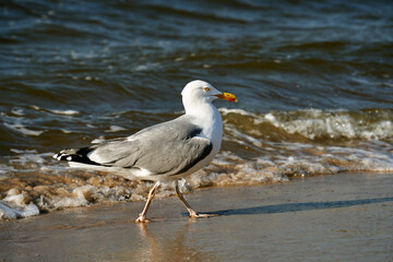 Black-backed gull wading in the water of the Baltic Sea on the island of Wolin