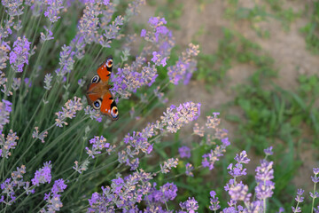 Peacock eye butterfly on a lavender background. Copy space. 
