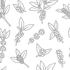 Line art illustration of coffee plant with berries and green leaves growing on branches against white background