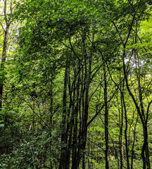 trees in the forest seen from under