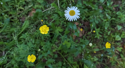 small white and yellow flowers in green foliage