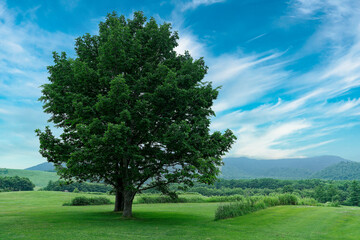 Fototapeta na wymiar 青空に立つ巨木
