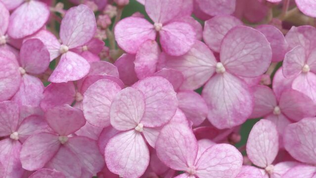soft dust- pink hydrangea blossom background. macro footage