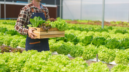 Male farmer carrying basket of salad vegetable produce and growing without soil in hydroponics farm