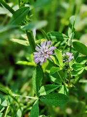 pink and white flowers