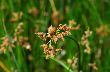 Flowering lake reed (Scirpus lacustris) on the river bank. - obrazy, fototapety, plakaty