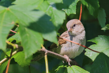 Haussperling / House sparrow / Passer domesticus.