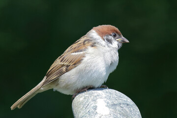 Feldsperling / Eurasian tree sparrow / Passer montanus