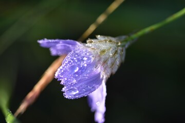 purple flower