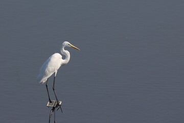 Great egret or or Great white heron (Ardea alba) in the lake