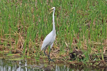 Great egret or or Great white heron (Ardea alba) in the lake