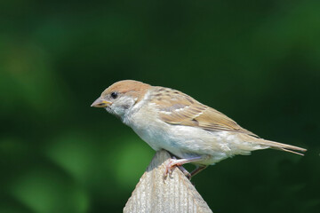 Feldsperling / Eurasian tree sparrow / Passer montanus.
