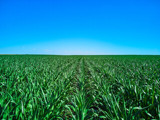 Aerial drone view over a road and corn field in Timis Romania