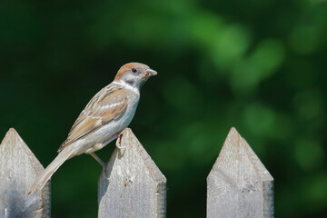 Feldsperling / Eurasian tree sparrow / Passer montanus.