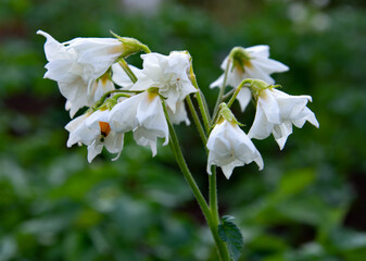 White potato flowers close-up on a blurred green background. Agriculture. Selective focus