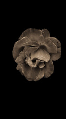 Flower With Rain droplets