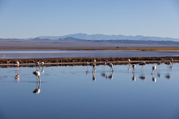 Fototapeta na wymiar Flamingos in the colorful Laguna Carachi Pampa in the deserted highlands of northern Argentina - traveling and exploring the Puna
