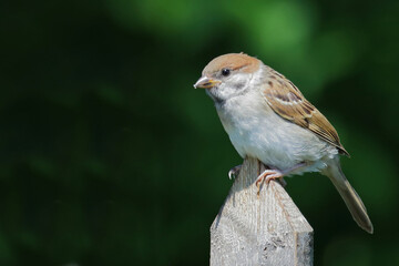 Feldsperling / Eurasian tree sparrow / Passer montanus.