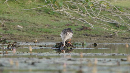 solo dove drinking water and waiting for fish 
