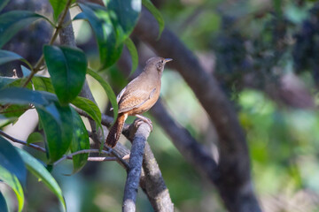 Tropical bird known as the 