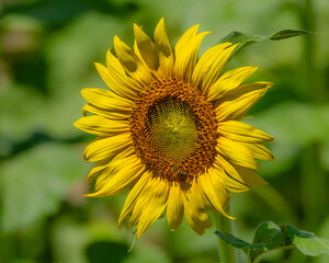 sunflower in the field
