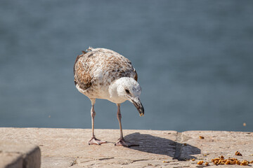 Seagull on the beach