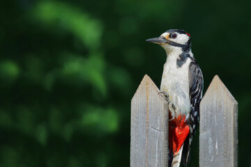 Buntspecht / Great spotted woodpecker / Dendrocopos major