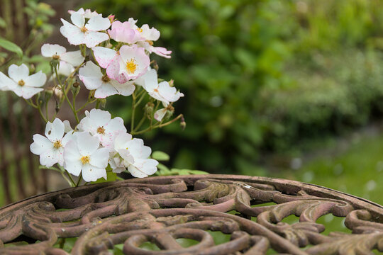 White small blooming flowers on the left side of the picture with a rustic romantic metal and cast iron table in the garden with a blurred background and free space.